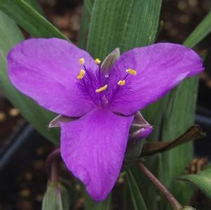 Tradescantia 'Concord Grape'