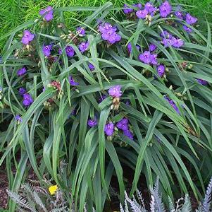 Tradescantia x 'Purple Profusion'