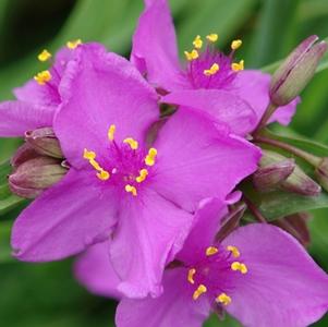 Tradescantia 'Red Grape'