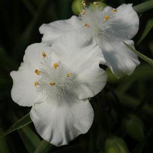 Tradescantia 'Snow Cap'
