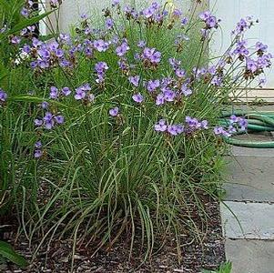 Tradescantia ohiensis 'Mrs. Loewer'