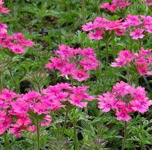 Verbena x 'Sissinghurst'