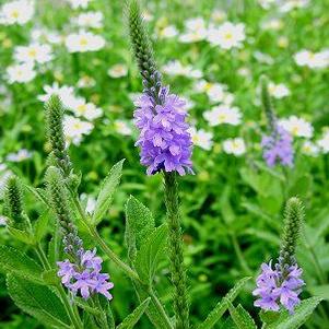Verbena stricta