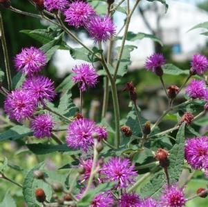 Vernonia glauca