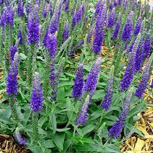 Veronica spicata 'Goodness Grows'