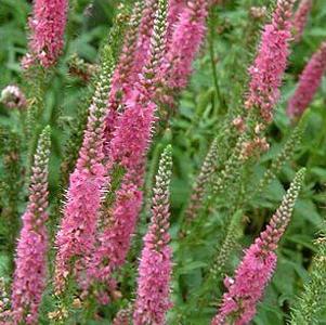 Veronica spicata 'Red Fox'