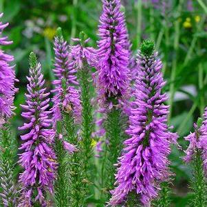 Veronica longifolia 'Sonja'