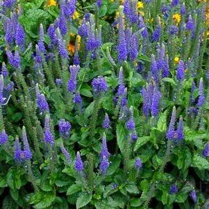Veronica x 'Sunny Border Blue'