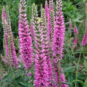 Veronica spicata 'Tickled Pink'