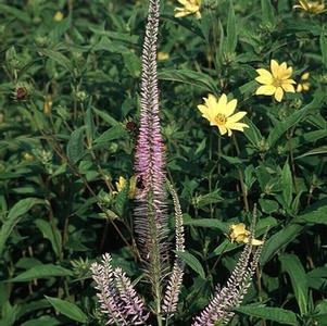 Veronicastrum virginicum 'Lavender Towers'
