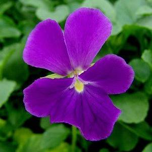 Viola 'Purple Showers'