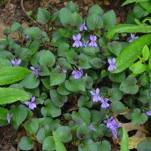 Viola labradorica