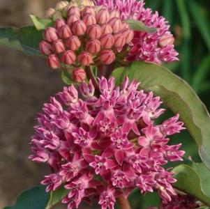 Asclepias purpurascens