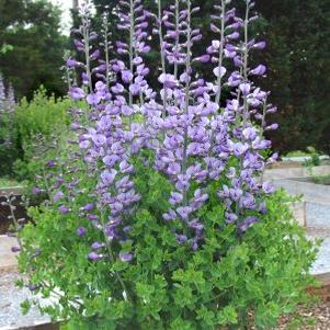 Baptisia minor