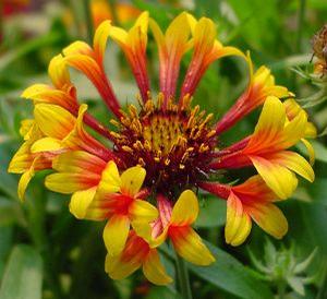 Gaillardia aristata 'Fanfare'