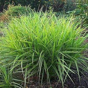 Carex muskingumensis 'Oehme'