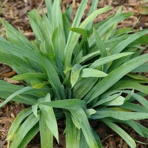 Carex platyphylla