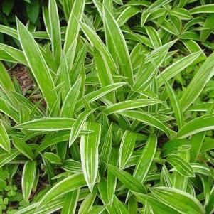Carex siderosticha 'Variegata'