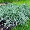 Elymus arenarius 'Blue Dune'