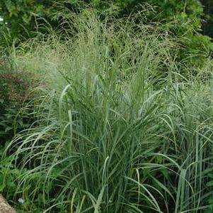Panicum amarum 'Dewey Blue'