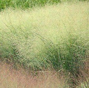 Panicum virgatum 'Cloud Nine'