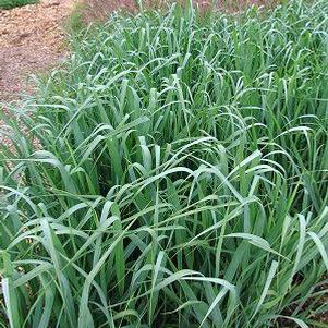 Switch Grass
