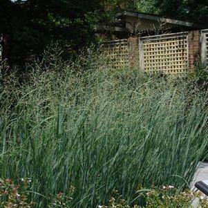 Panicum virgatum 'Heavy Metal'