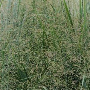 Panicum virgatum 'Northwind'