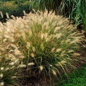 Pennisetum alopecuroides