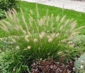Pennisetum alopecuroides 'Hameln'