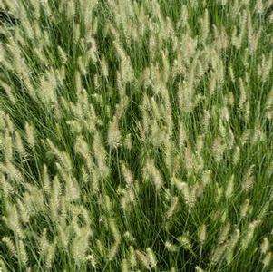 Pennisetum alopecuroides 'Little Bunny'