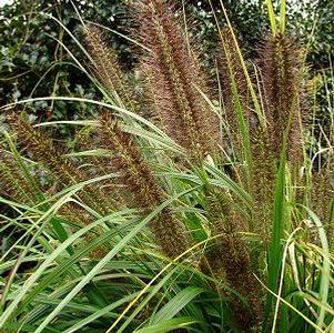 Black Fountain Grass