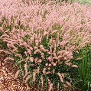 Pennisetum orientale