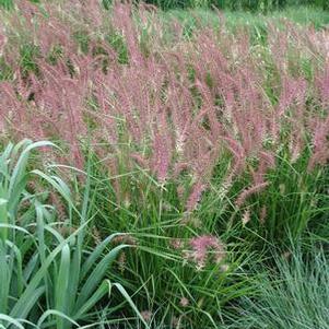 Pennisetum orientale 'Karley Rose'