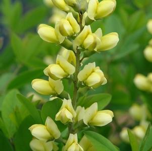 Baptisia 'Carolina Moonlight'