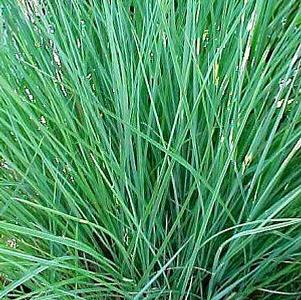 Schizachyrium scoparium 'The Blues'