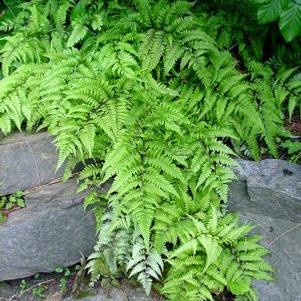 Athyrium 'Branford Rambler'