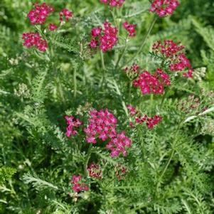 Achillea millefolium 'Summer Wine'