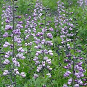 Baptisia x 'Purple Smoke'