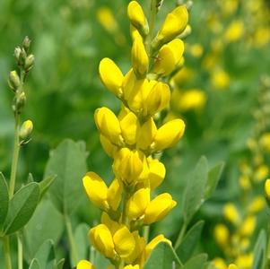 Baptisia sphaerocarpa 'Screaming Yellow'