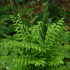 Osmunda regalis var. spectabilis '' royal fern from North Creek Nurseries