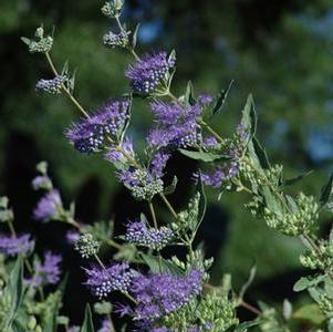 Caryopteris 'Longwood Blue'