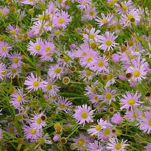 Boltonia asteroides 'Pink Beauty'