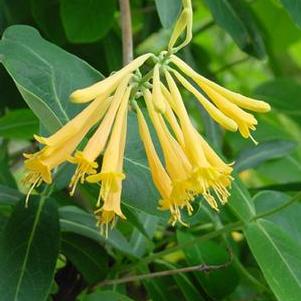 Lonicera sempervirens 'John Clayton'