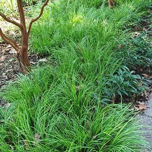 Acorus gramineus 'Variegatus'