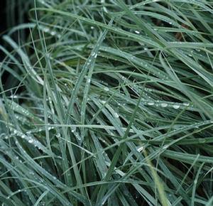Carex flacca 'Blue Zinger'