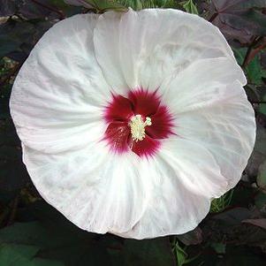 Hibiscus x 'Crown Jewels'