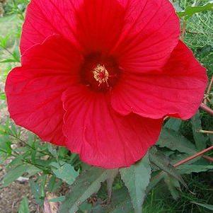 Hibiscus 'Fireball'
