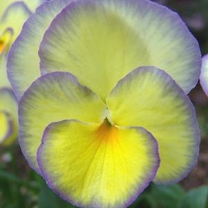 Viola 'Etain'