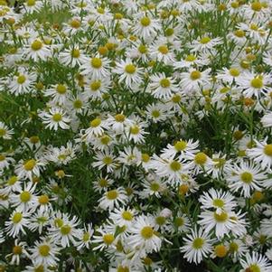 Boltonia asteroides 'Snowbank'
